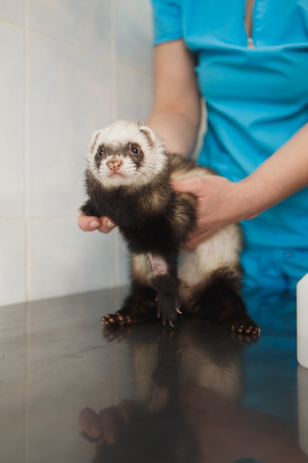 Soins d'un furet à la clinique vétérinaire de St Didier au Mont d'Or