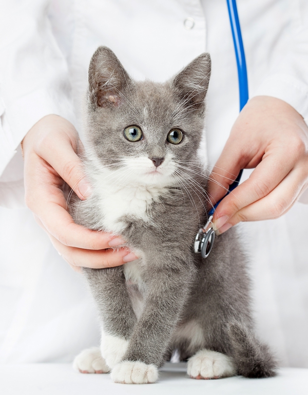 Consultation de médecine interne chez le chat à st didier au mont d'or