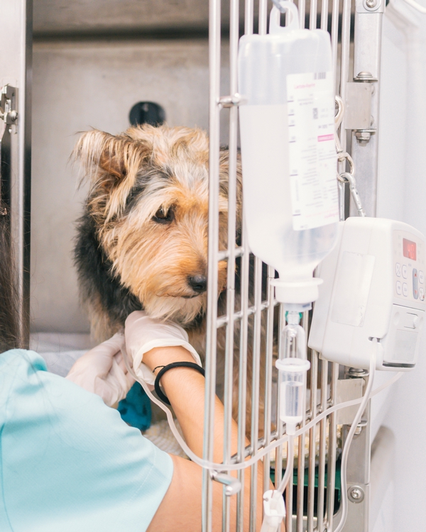 Hospitalisation d'un chien à St Didier au Mont d'Or