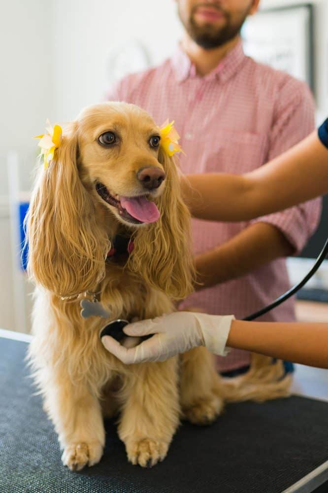 Consultation vétérinaire d'un chien à St Didier au mont d'or