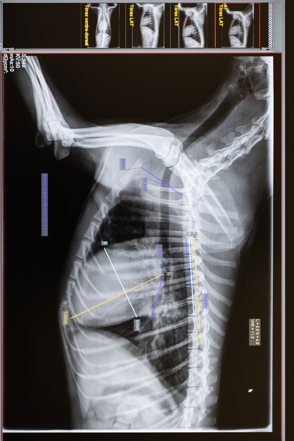 Radiographie d'un chien à la clinique de St Didier au Mont d'Or